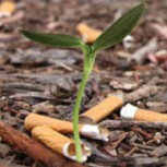 Colillas biodegradable con semillas en su interior: Iniciativa para ayudar al planeta
