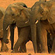 Caza de elefantes en extinción en Namibia: Indignación por controvertida autorización