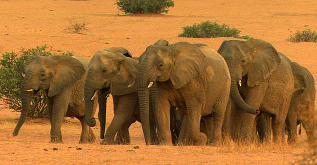 caza elefantes
