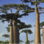 10 de los más extraños y originales árboles alrededor del mundo