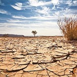 FAO: El cambio climático hace peligrar la agricultura a nivel global