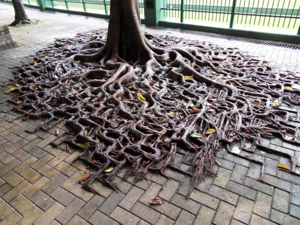 foto-arboles1