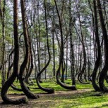 El enigma que encierra el “bosque torcido” y que todos tratan de descifrar
