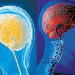 ¿Es el cerebro del hombre igual al de la mujer? Estudios aventuran sorprendentes respuestas