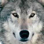 La enigmática foto de la manada de lobos de la que todos hablan: ¿Qué secretos encierra?
