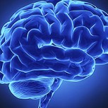 ¿Características del cerebro influyen en las preferencias políticas de las personas? Reveladores estudios