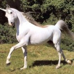 Encuentran evidencia en Siberia de la existencia de unicornios