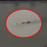 ¿Un monstruo en el río Támesis? Polémico video generó gran debate