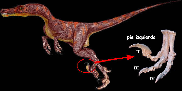 expandir Permanece Decrépito El velociraptor no era como lo presentó “Jurassic Park”