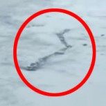 Video: Misteriosas criaturas que la ciencia no ha podido explicar