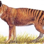 El Tigre de Tasmania se extinguió, pero reaparece en misterioso video: ¿Es auténtico?