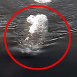 Filman a supuesto monstruo marino en Alaska y expertos no tienen explicación