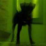 Los misteriosos perros azules de la India: ¿Cómo se explica esta rareza?