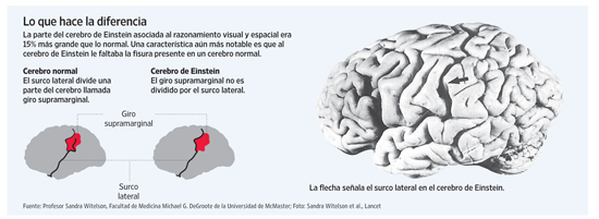 La increíble historia del robo del cerebro de Albert Einstein y las razones de por qué era único AE-cerebro-mapa