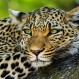 Increíble camuflaje: ¿Dónde está el leopardo en la fotografía?