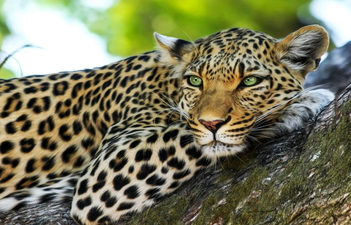 Leopardo-descansando