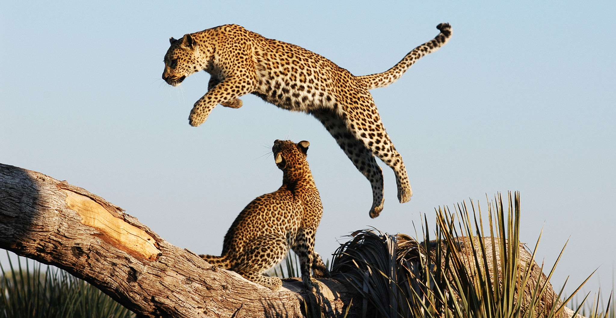 khwai_concession_camp_wildlife_leopard_jumping_botswana