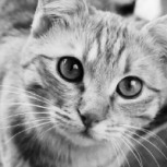 Vaska: La épica historia del “gato cazador” que salvó a sus dueñas de morir de hambre en el sitio de Stalingrado