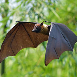 ¿Por qué se asocia a los murciélagos con el mito del vampiro? Conoce algunas teorías