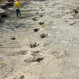 El río Paluxy: El torrente que escondía huellas de dinosaurios de hace 113 millones de años