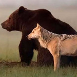 La “amistad” de una loba gris y un oso pardo: Increíbles imágenes