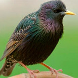 Aves famosas por sus llamativas danzas aéreas defensivas al volar en grupos logran llamativa figura