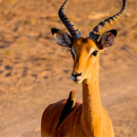 El alcéfalo bubal del norte: Así lucía este antílope exterminado por el hombre en 1925