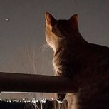 10 increíbles fotos de felinos que te van a sorprender