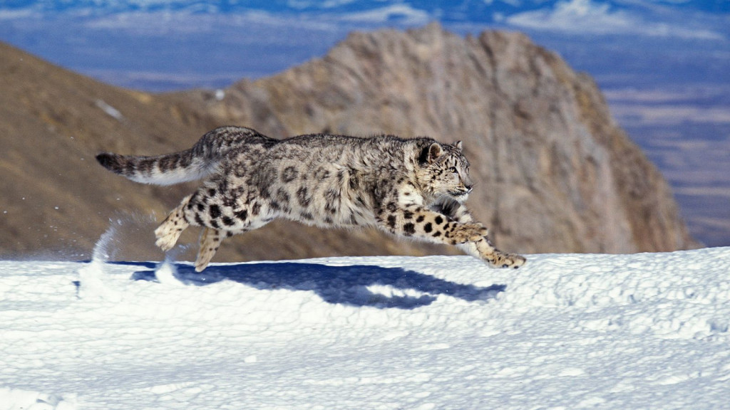 leopardo de las nieves