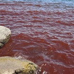 Mar de Galilea teñido de rojo: ¿Señal bíblica o un fenómeno natural?