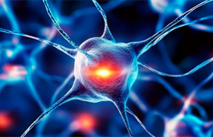 Autofagia celular: Cuando nuestro cuerpo se "come a s&iacute; mismo" para generar nuevas c&eacute;lulas y obtener energ&iacute;a