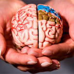 Hobbies y manualidades que permitirán activar tu cerebro ayudando a prevenir enfermedades neurológicas