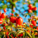 Secretos de belleza naturales chilenos: Rosa mosqueta, maqui y quillay
