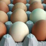 El huevo: Un riesgo potencial para la salud