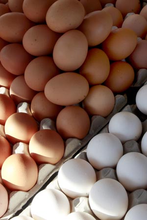 Cómo reconocer huevos frescos? – Avícola Germana