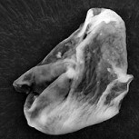 Científicos creen haber encontrado por primera vez vida extraterrestre en la Tierra
