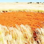 Fotos: “Círculos mágicos” en Namibia sorprenden a científicos