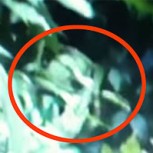 Impacto por video de un supuesto alien escondido en la jungla