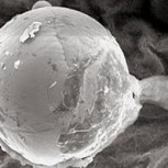 Impacto mundial: Científicos creen haber encontrado minúscula forma de vida extraterrestre