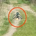 ¿Verdad o montaje? En Hungría encuentran aparente alien caminando en medio de un bosque