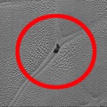 ¿Un caracol gigante en Plutón? Imagen de la NASA causa polémica