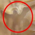 ¿Un ángel en Marte? Vea esta extraña e impactante fotografía satelital