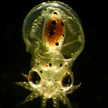 Los pulpos tienen origen extraterrestre, según afirman prestigiosos científicos en “Nature”
