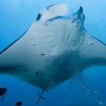 Avistan gigantesco OVNI con forma de mantarraya: Asombro por fotografía