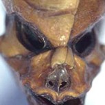 Científicos resuelven misterio del extraño “esqueleto de Atacama” al que asociaban con un alien