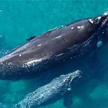 Avistamiento de ballenas: Impactantes imágenes en la Península de Valdés, Patagonia argentina