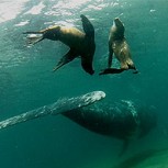 Un gigante danzando con lobos: Encuentro cercano de una ballena con lobos marinos