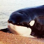 Orcas atacando fuera del mar: Impactantes imágenes de estos gigantes