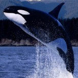 Orca arremete contra su presa que había logrado escapar: Dramático desenlace captado en video en una playa