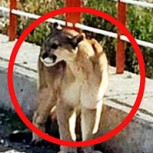 Puma ataca a ciclista en la Región de Aysén y genera preocupación en la zona
